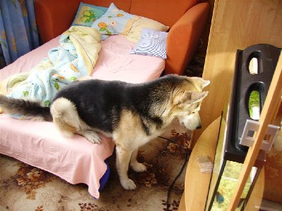 IMGP5277 (Large).JPG