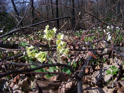 Pierwiosnka lekarska (Primula officinalis) (03.04.2010)