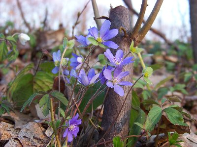 Przylaszczka pospolita (Hepatica nobilis)(03.04.2010)