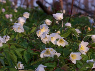 Zawilec gajowy (Anemone nemorosa) - właśnie zaczęły zamykać kwiaty bo słońce już nisko (03.04.2010)