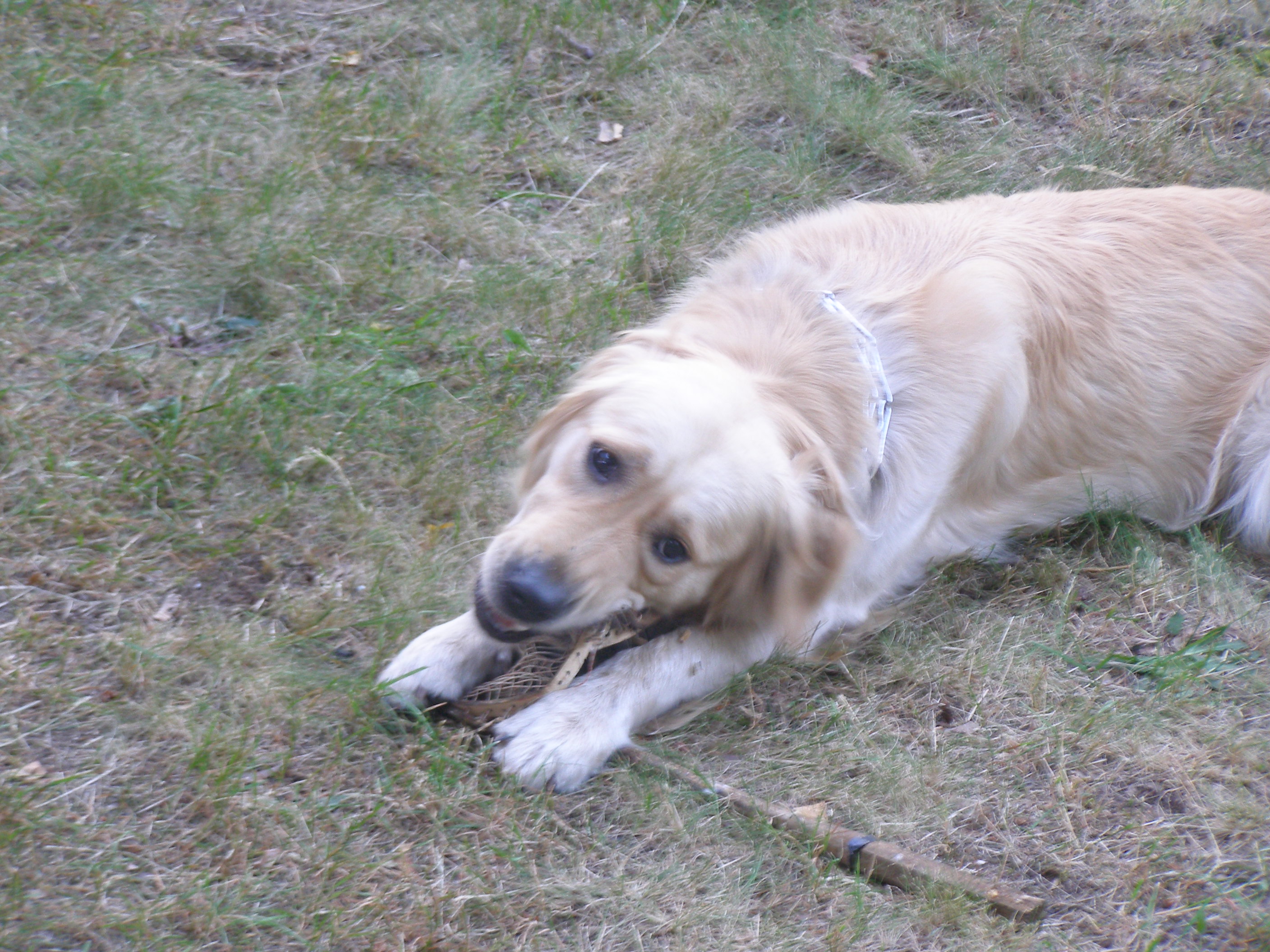 Maltretowanie muzealnej rakietki