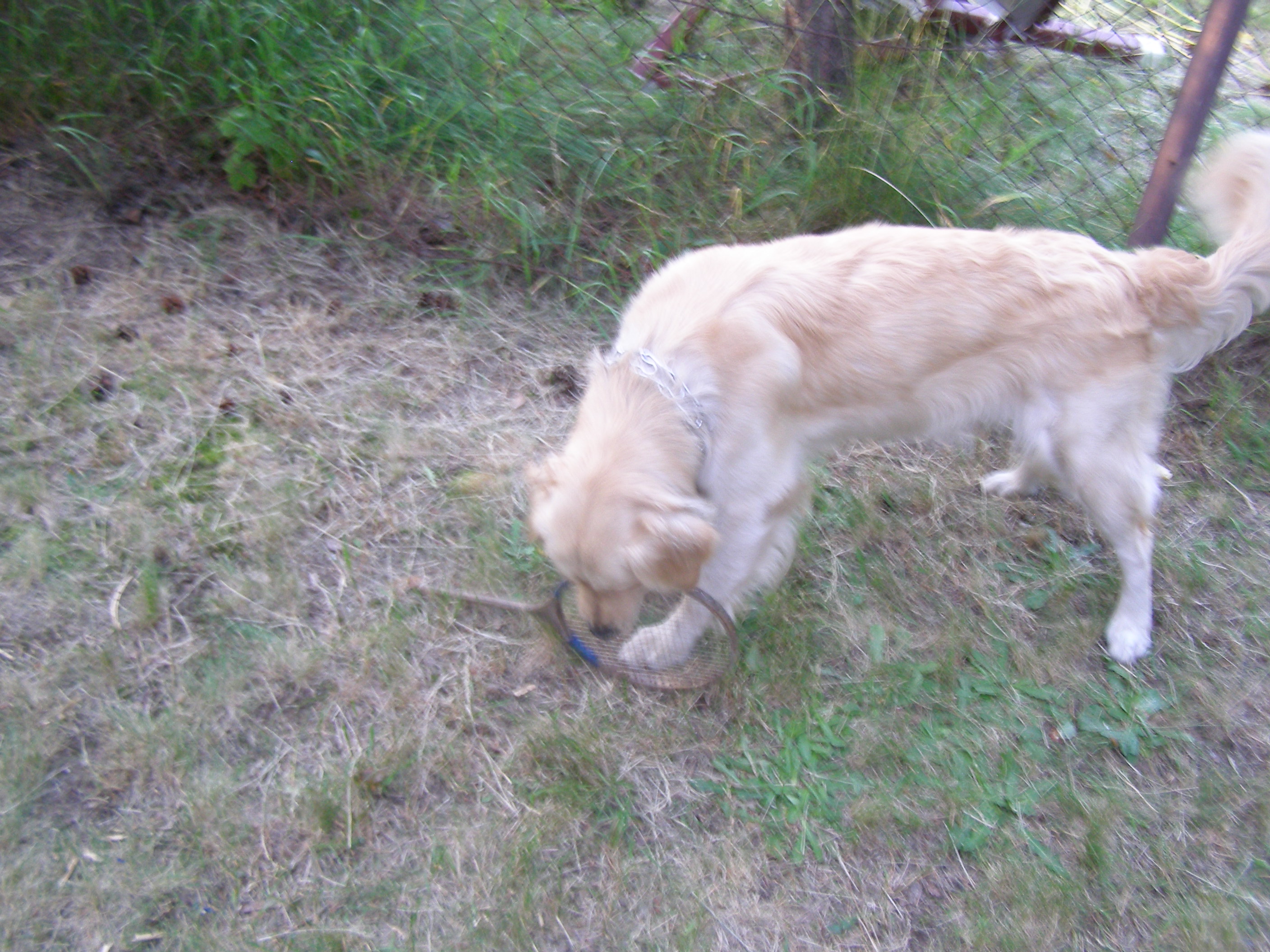 Maltretowanie muzealnej rakietki