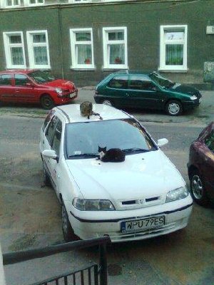 Kopia Zdjęcie0319.jpg