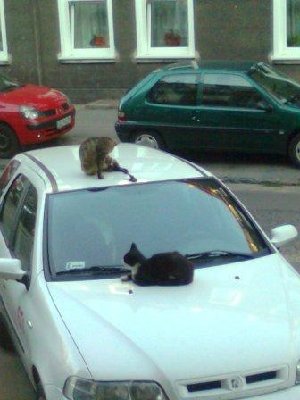 Kopia Zdjęcie0318.jpg