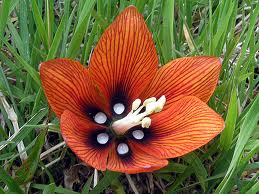 DLA SŁONECZEK  1.jpg