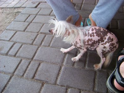 bernardynka 2012 016 (Kopiowanie).jpg