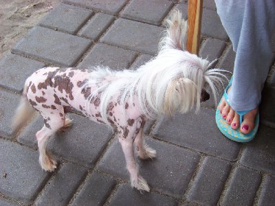 bernardynka 2012 015 (Kopiowanie).jpg