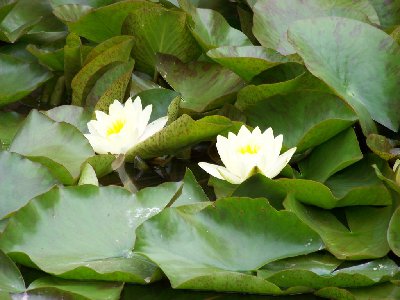 bernardynka 2012 033 (Kopiowanie).jpg