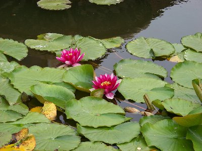 bernardynka 2012 032 (Kopiowanie).jpg