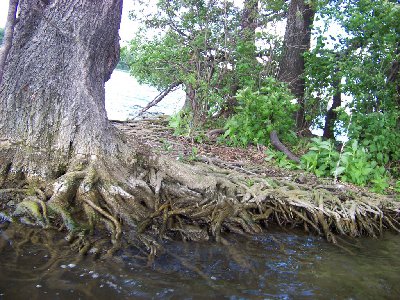 bernardynka 2012 131 (Kopiowanie).jpg