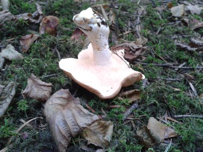 Kolczak obłączasty