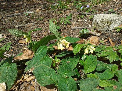 żywokost bulwiasty.jpg