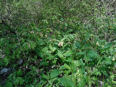 żywokost bulwiasty 2.jpg