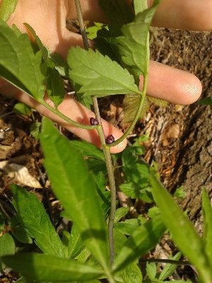 żywiec cebulkowy bulwki.jpg