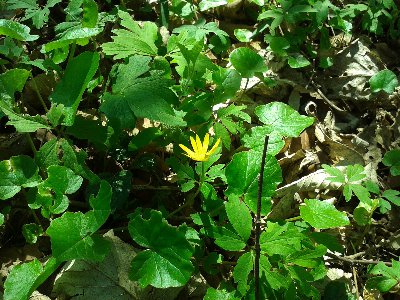 ziarnopłon wiosenny.jpg