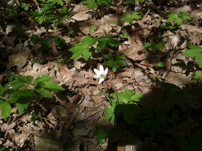 zawilec gajowy 2.jpg