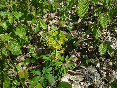 wilczomlecz migdałolistny.jpg