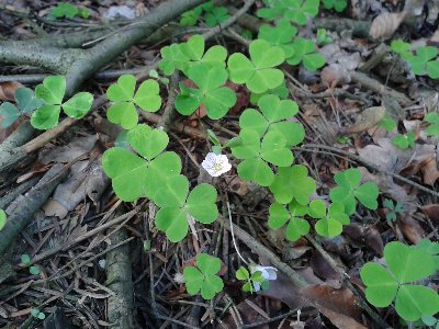 szczawik zajęczy.jpg