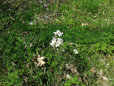 rzeżucha łąkowa.jpg