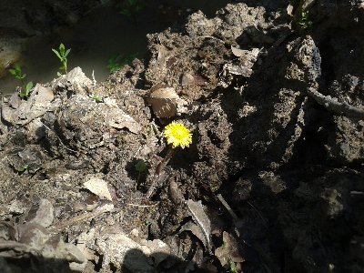 podbiał pospolity.jpg