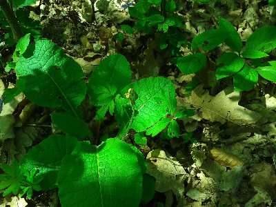 pierwiosnka lekarska.jpg