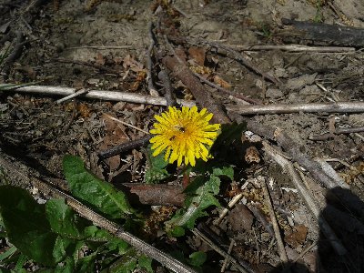 napastnik i ofiata na mniszku.jpg