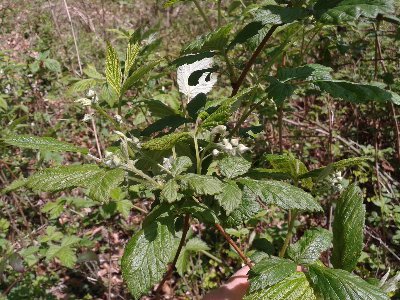 malina pąki kwiatowe.jpg