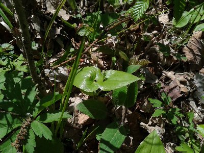 konwalijka dwulistna.jpg