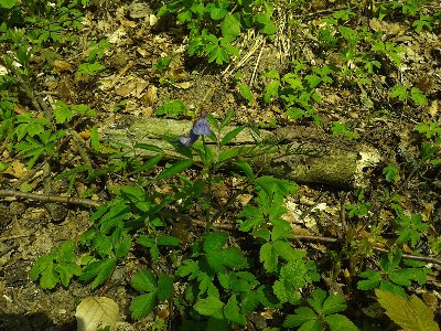 groszek wiosenny.jpg