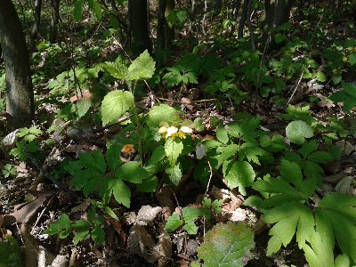 gajowiec żółty i trzmiel.jpg