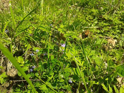 bluszczyk kurdybanek.jpg