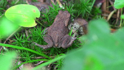 I mały gość, widziałam takich kilka :-)