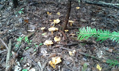 pieprznik jadalny.jpg