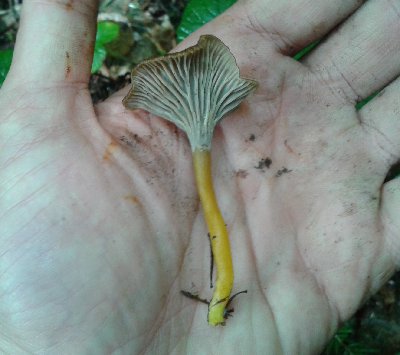 pieprznik trąbkowaty1.jpg