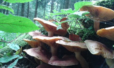 rycerzyk czerwonozłoty2.jpg