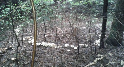 czarci krąg z kolczaków obłączastych.jpg