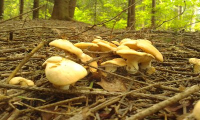 kolczaki obłączaste.jpg