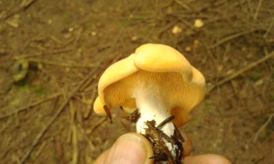 kolczak obłączasty.jpg