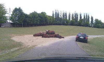 IMG_20150724_151115.jpg (846.96 KiB) Przejrzano 432 razy IMG_20150724_151115.jpg