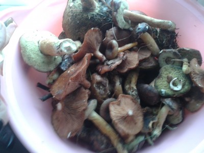 Mix z opieńkami na pierwszym planie