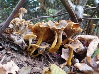 Nowość w moich zbiorach, choć przymierzałem się wielokrotnie - pieprznik trąbkowaty