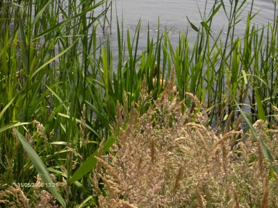 HPIM4304 (Large).JPG