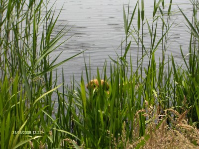 HPIM4306 (Large).JPG