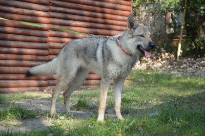 DSC_4931 (Duże).JPG