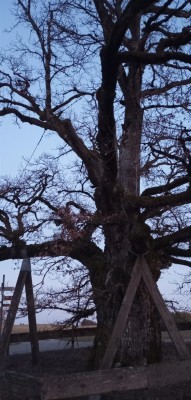 Ciekawe odkrycie, niemy świadek historii. Przeszło pięciuset letnie drzewo z widocznymi już zabezpieczeniami