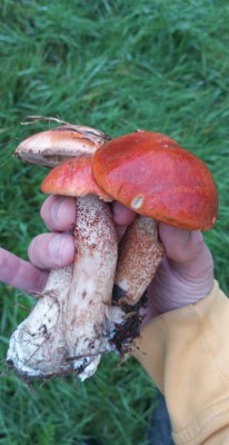 Grzybobranie zaliczone