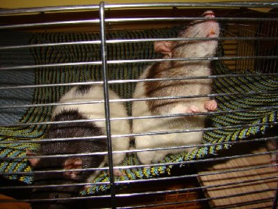 Po lewej Atomówka a po prawej Lilo